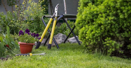 yard that needs maintenance