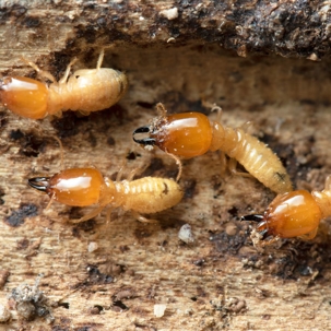 termites