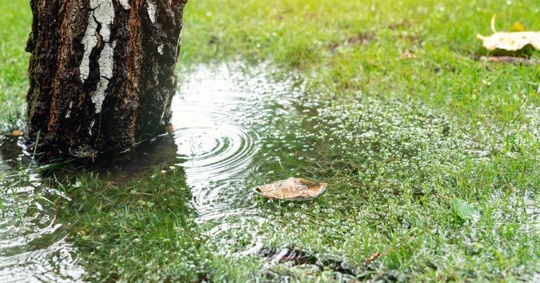 Green grass lawn covered with water due to rain