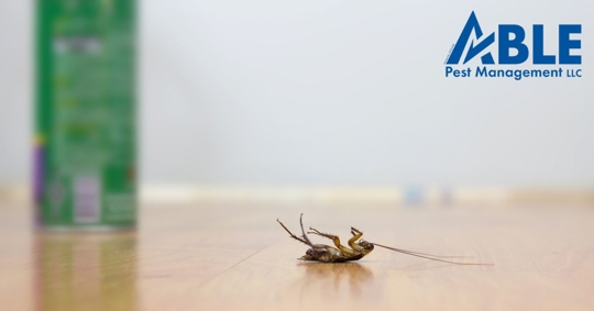 Photo of a dead cockroach