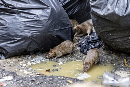 rat near garbage