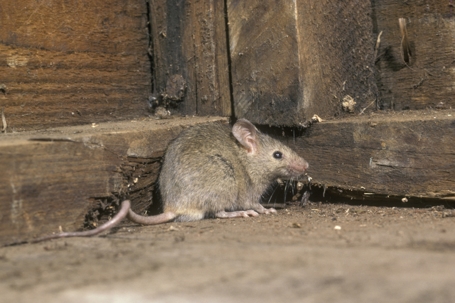 house mouse