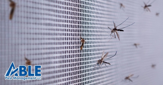 Mosquitoes on screen net window