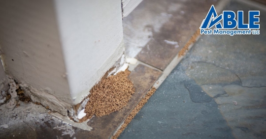 Termite damage at home