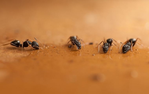 ants drinking water