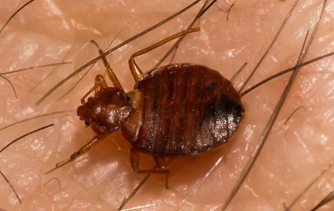 Bed bug biting on human skin