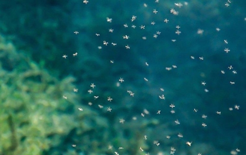 a swarm of mosquitoes above a yard