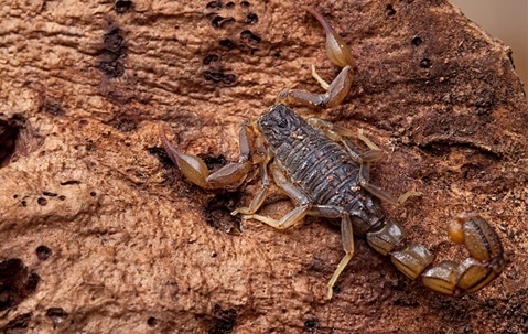 scorpion on a rock