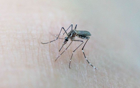 mosquito biting human skin