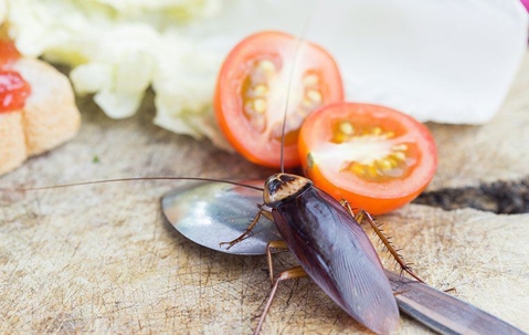a cockroach on a spoon next to a cherry tomato
