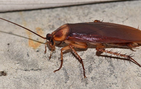 cockroach on concrete