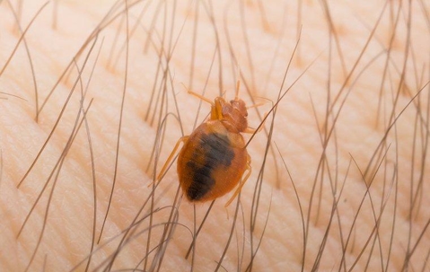 bed bug biting skin on the arm of a human being