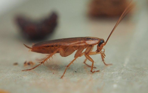 a cockroach crawling in a home