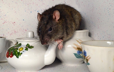 rat in a tea set