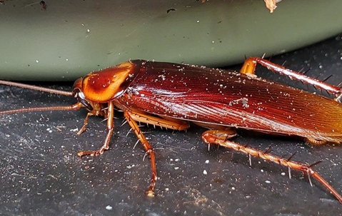 American cockroach near a dirty dish