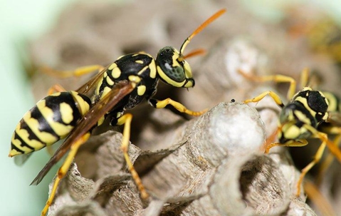 wasps on nest