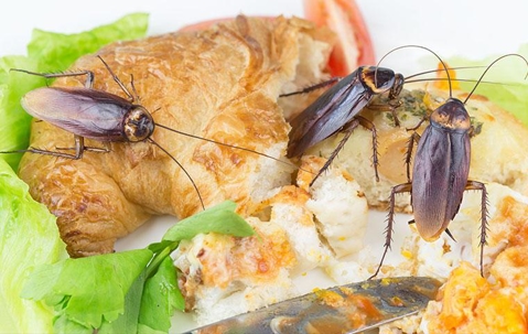 three cockroaches on a croissant sandwich