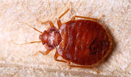 Bed Bugs
