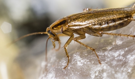 Cockroaches