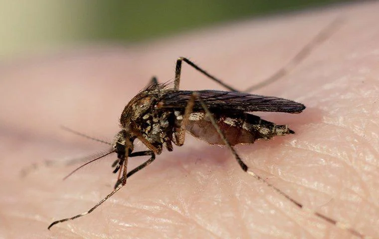 Mosquitoes