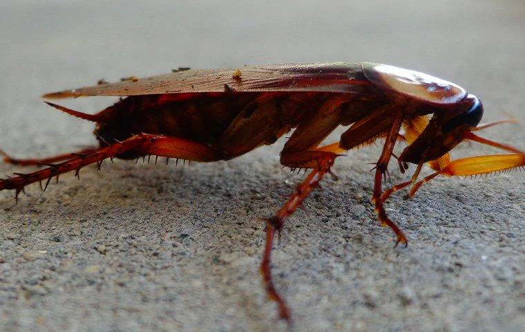 Cockroaches