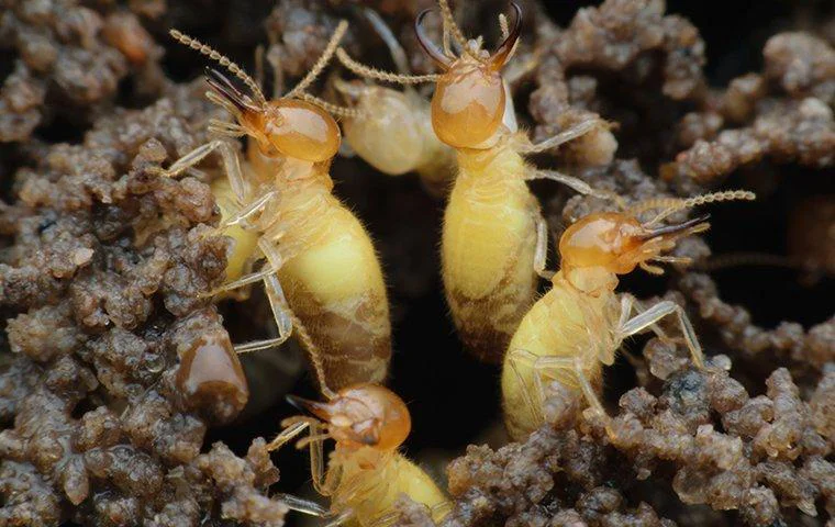 Termites