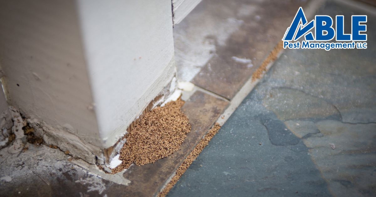 Prevent Termite Damage in Hawaii’s Dry Season