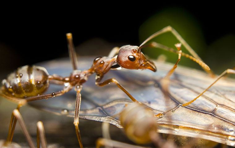 Ants
