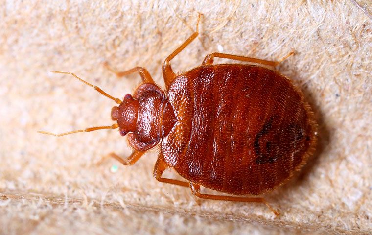 Bed Bugs
