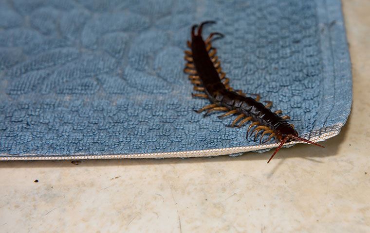 centipede