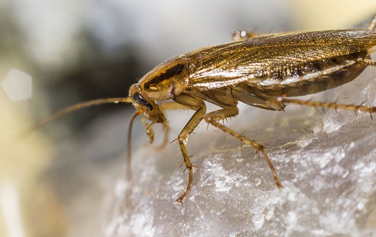 Cockroaches