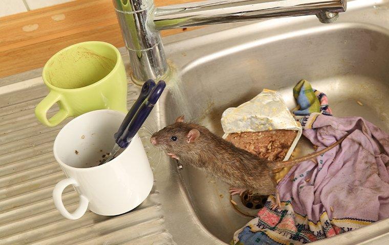 rodents in Honolulu sinks
