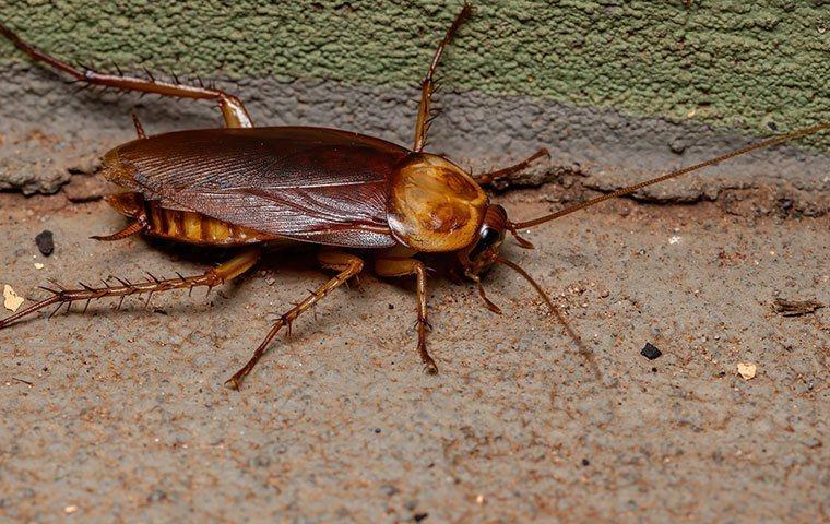 Blog - The Best Way To Keep Cockroaches Out Of Your Hawaii Home