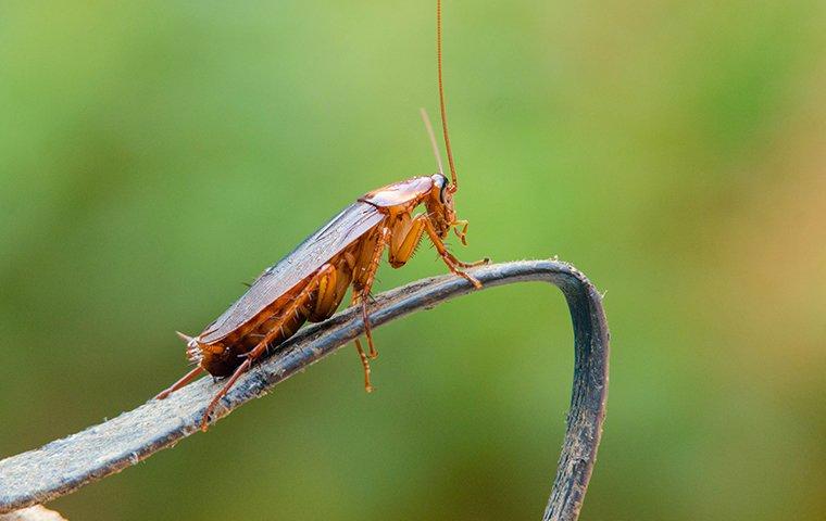 Did Cockroaches Get Into Your Honolulu Home This Winter?
