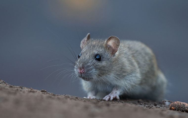 Rodents