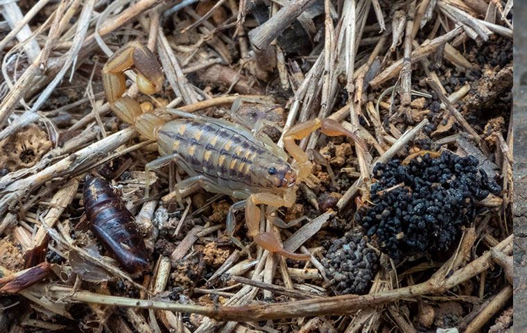 Scorpions
