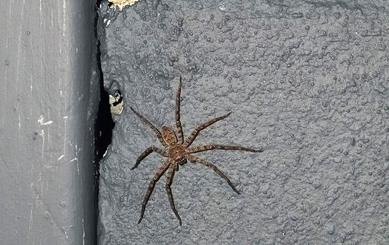 Spiders