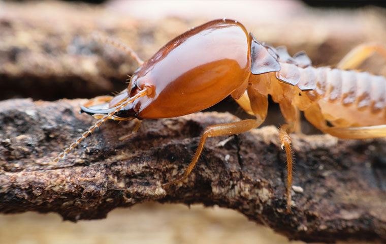 Termites