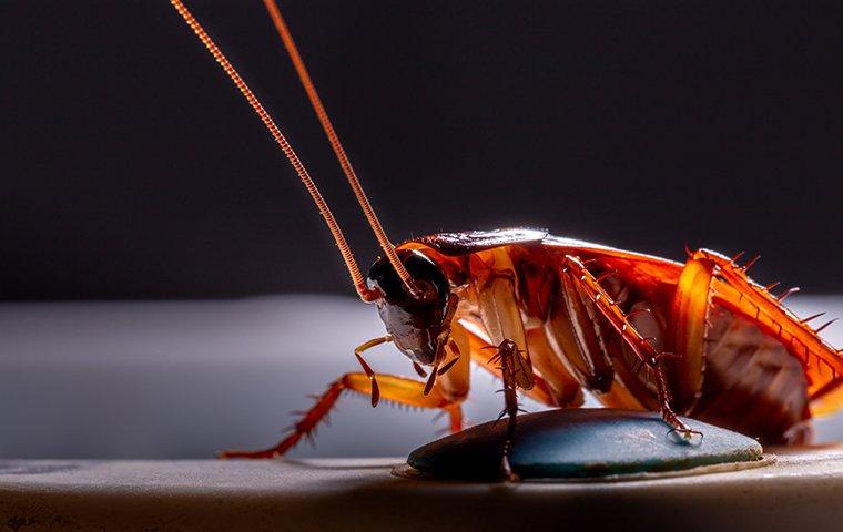 Everything You Need To Know About Cockroaches In Honolulu