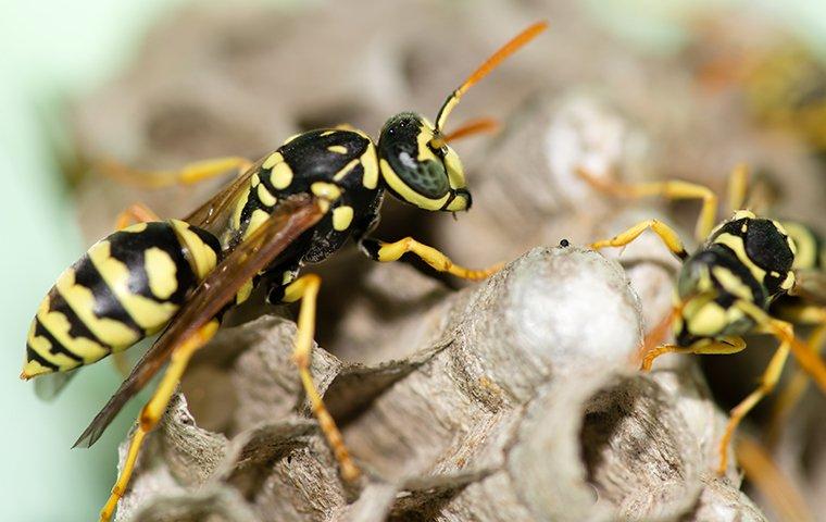 Stray Insects Buzz Off: The Ultimate Guide To Stinging Insect Control For Honolulu ...