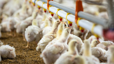 Chicken Control