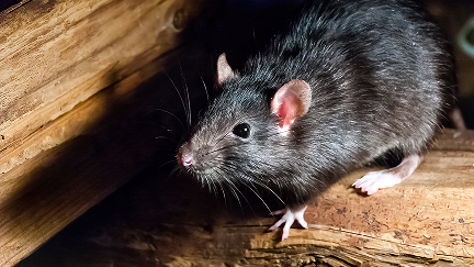 Rodent Control